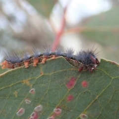 Epicoma melanosticta at Cook, ACT - 27 Aug 2019 04:42 PM