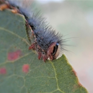 Epicoma melanosticta at Cook, ACT - 27 Aug 2019 04:42 PM