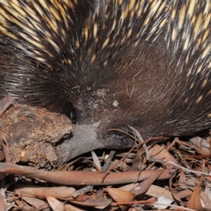 Nasutitermes sp. (genus) at Acton, ACT - 29 Aug 2019