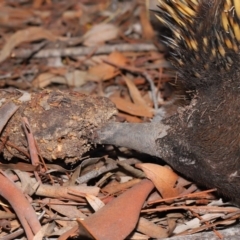 Nasutitermes sp. (genus) at Acton, ACT - 29 Aug 2019