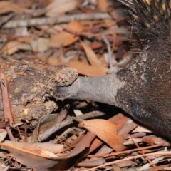 Nasutitermes sp. (genus) at Acton, ACT - 29 Aug 2019