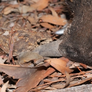 Nasutitermes sp. (genus) at Acton, ACT - 29 Aug 2019