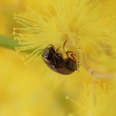 Ditropidus sp. (genus) (Leaf beetle) at Cook, ACT - 27 Aug 2019 by CathB