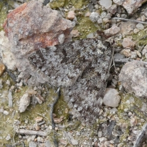 Dichromodes disputata at Theodore, ACT - 30 Aug 2019 01:25 PM