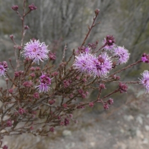 Kunzea parvifolia at Theodore, ACT - 30 Aug 2019