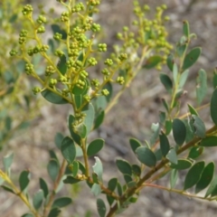 Acacia buxifolia subsp. buxifolia (Box-leaf Wattle) at O'Malley, ACT - 29 Aug 2019 by KumikoCallaway