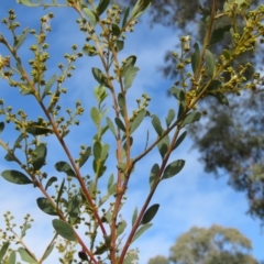 Acacia buxifolia subsp. buxifolia at O'Malley, ACT - 30 Aug 2019 09:37 AM