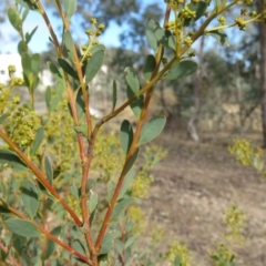 Acacia buxifolia subsp. buxifolia at O'Malley, ACT - 30 Aug 2019 09:37 AM