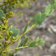 Acacia buxifolia subsp. buxifolia at O'Malley, ACT - 30 Aug 2019 09:37 AM