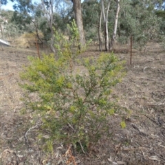 Acacia buxifolia subsp. buxifolia at O'Malley, ACT - 30 Aug 2019 09:37 AM