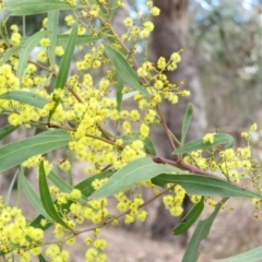 Acacia rubida (Red-stemmed Wattle, Red-leaved Wattle) at O'Malley, ACT - 29 Aug 2019 by KumikoCallaway