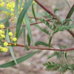 Acacia rubida at O'Malley, ACT - 30 Aug 2019 09:29 AM