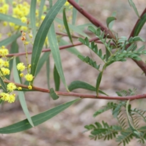 Acacia rubida at O'Malley, ACT - 30 Aug 2019 09:29 AM