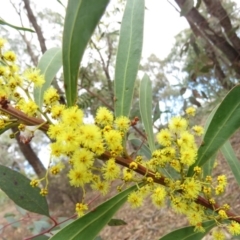 Acacia rubida at O'Malley, ACT - 30 Aug 2019