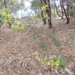 Acacia rubida at O'Malley, ACT - 30 Aug 2019 09:29 AM