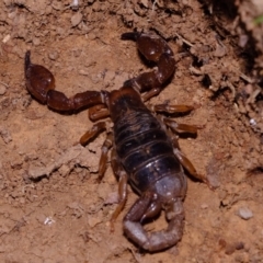 Urodacus manicatus (Black Rock Scorpion) at Woodstock Nature Reserve - 30 Aug 2019 by Kurt
