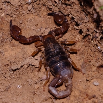 Urodacus manicatus (Black Rock Scorpion) at Woodstock Nature Reserve - 30 Aug 2019 by Kurt