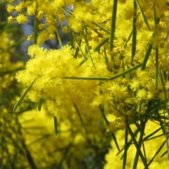 Acacia boormanii (Snowy River Wattle) at O'Malley, ACT - 29 Aug 2019 by KumikoCallaway