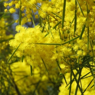 Acacia boormanii (Snowy River Wattle) at O'Malley, ACT - 30 Aug 2019 by KumikoCallaway