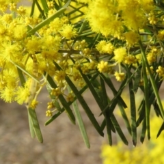 Acacia boormanii at O'Malley, ACT - 30 Aug 2019 09:34 AM