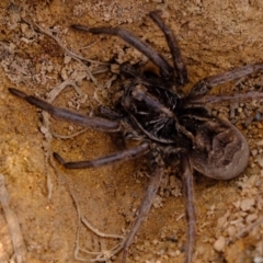 Tasmanicosa sp. (genus) (Unidentified Tasmanicosa wolf spider) at Dunlop, ACT - 30 Aug 2019 by Kurt