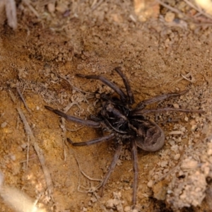 Tasmanicosa sp. (genus) at Dunlop, ACT - 30 Aug 2019 11:42 AM