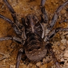 Tasmanicosa sp. (genus) at Dunlop, ACT - 30 Aug 2019 11:42 AM