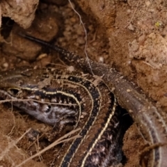 Ctenotus robustus (Robust Striped-skink) at Dunlop, ACT - 30 Aug 2019 by Kurt