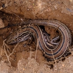 Ctenotus robustus at Dunlop, ACT - 30 Aug 2019 11:53 AM