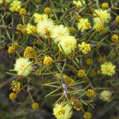 Acacia ulicifolia (Prickly Moses) at O'Malley, ACT - 29 Aug 2019 by KumikoCallaway