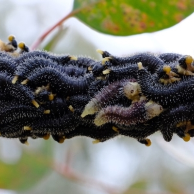 Perga sp. (genus) (Sawfly or Spitfire) at Woodstock Nature Reserve - 30 Aug 2019 by Kurt