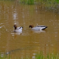 Chenonetta jubata (Australian Wood Duck) at Dunlop, ACT - 30 Aug 2019 by Kurt