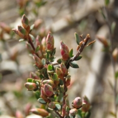 Brachyloma daphnoides at O'Malley, ACT - 30 Aug 2019