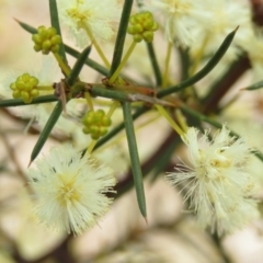 Acacia genistifolia (Early Wattle) at O'Malley, ACT - 30 Aug 2019 by KumikoCallaway