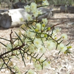 Acacia genistifolia at O'Malley, ACT - 30 Aug 2019