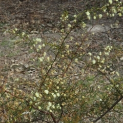 Acacia genistifolia at O'Malley, ACT - 30 Aug 2019