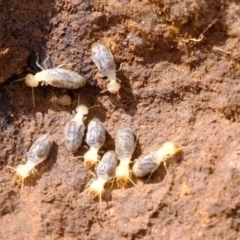 Coptotermes sp. (genus) at Dunlop, ACT - 30 Aug 2019