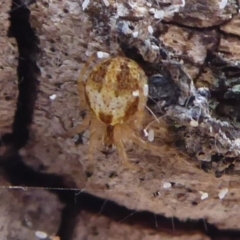 Araneinae (subfamily) (Orb weaver) at Mount Ainslie - 30 Aug 2019 by Christine