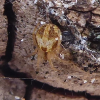 Araneinae (subfamily) (Orb weaver) at Mount Ainslie - 30 Aug 2019 by Christine