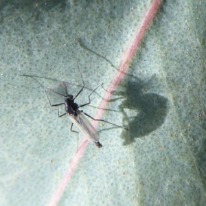 Chironomidae (family) at Majura, ACT - 30 Aug 2019