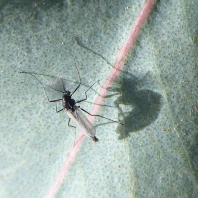 Chironomidae (family) (Non-biting Midge) at Mount Ainslie - 30 Aug 2019 by Christine