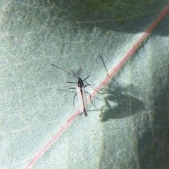 Chironomidae (family) at Majura, ACT - 30 Aug 2019