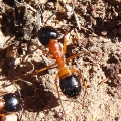 Camponotus consobrinus (Banded sugar ant) at Majura, ACT - 30 Aug 2019 by Christine