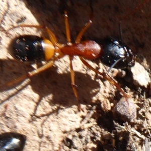 Camponotus consobrinus at Majura, ACT - 30 Aug 2019 11:15 AM