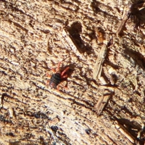 Penthaleidae (family) at Majura, ACT - 30 Aug 2019