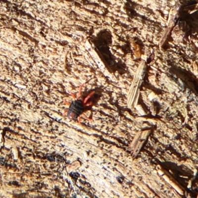 Penthaleidae (family) (An earth mite) at Majura, ACT - 30 Aug 2019 by Christine