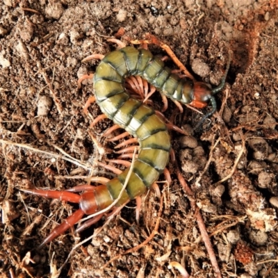 Cormocephalus aurantiipes (Orange-legged Centipede) at Booth, ACT - 30 Aug 2019 by JohnBundock