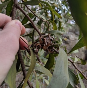 Acacia melanoxylon at Captains Flat, NSW - 30 Aug 2019 12:02 PM