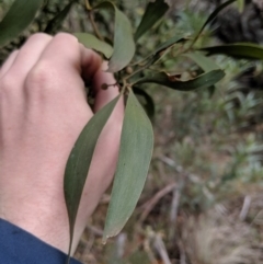 Acacia melanoxylon at Captains Flat, NSW - 30 Aug 2019 12:02 PM