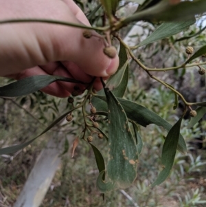 Acacia melanoxylon at Captains Flat, NSW - 30 Aug 2019 12:02 PM